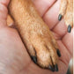 Lime à ongles en bois pour animaux avec recharges remplaçables